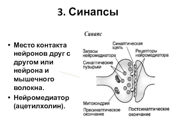 3. Синапсы Место контакта нейронов друг с другом или нейрона и мышечного волокна. Нейромедиатор (ацетилхолин).