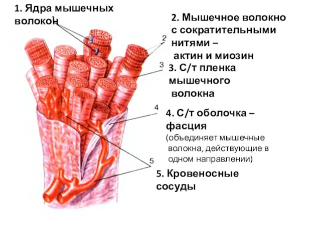 1. Ядра мышечных волокон 3. С/т пленка мышечного волокна 2. Мышечное волокно