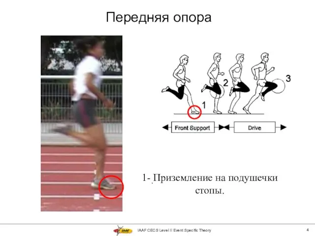IAAF CECS Level II Event Specific Theory Передняя опора . 1- Приземление на подушечки стопы.