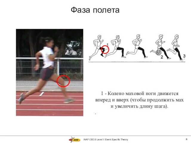 IAAF CECS Level II Event Specific Theory Фаза полета 1 - Колено