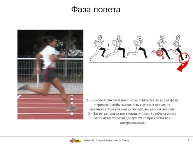 IAAF CECS Level II Event Specific Theory Фаза полета 2 - Колено