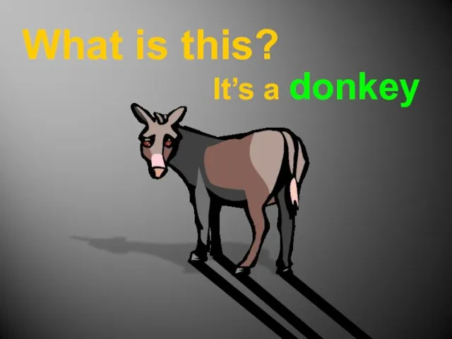 What is this? It’s a donkey