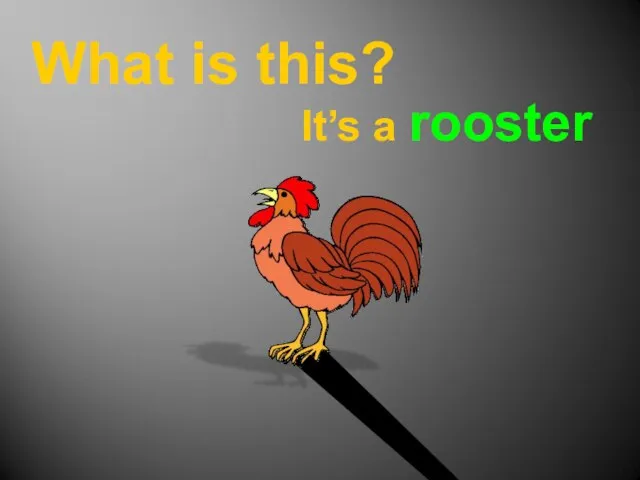 What is this? It’s a rooster