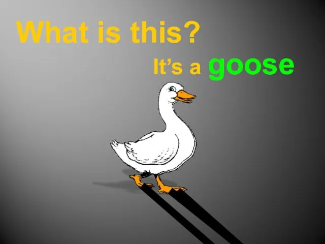 What is this? It’s a goose