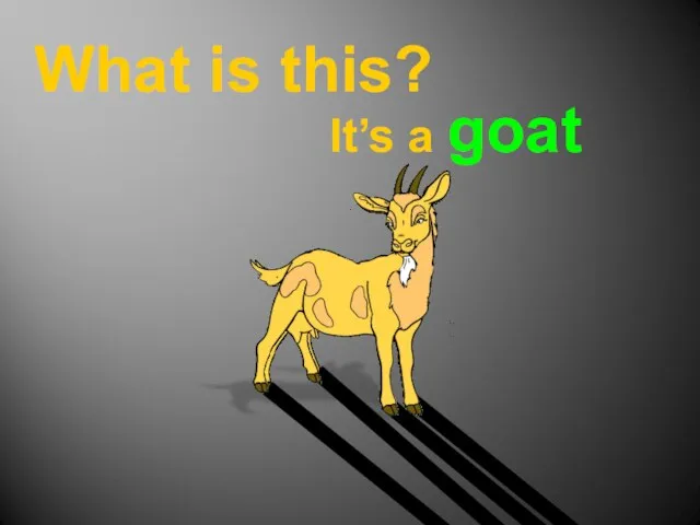 What is this? It’s a goat