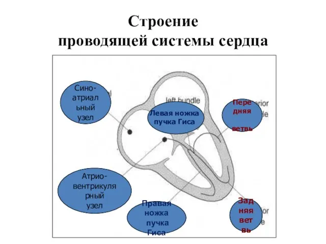 Строение проводящей системы сердца Левая ножка пучка Гиса Передняя ветвь Сино- атриальный