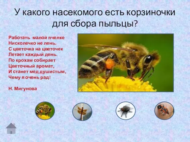 У какого насекомого есть корзиночки для сбора пыльцы? Работать малой пчелке Нисколечко