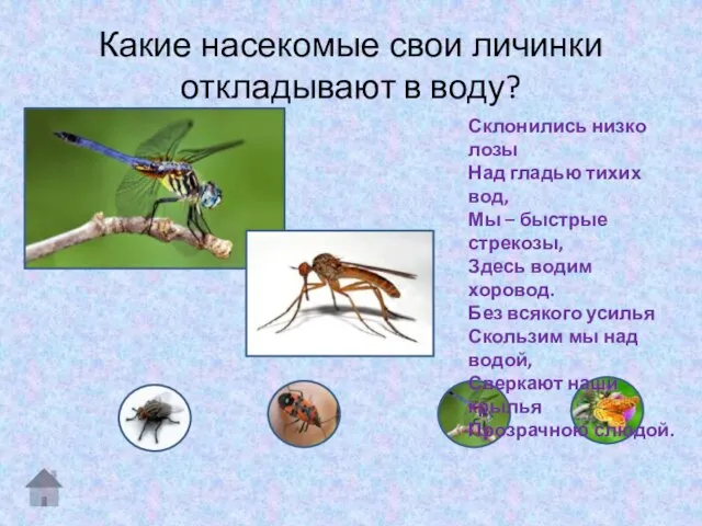 Какие насекомые свои личинки откладывают в воду? Склонились низко лозы Над гладью