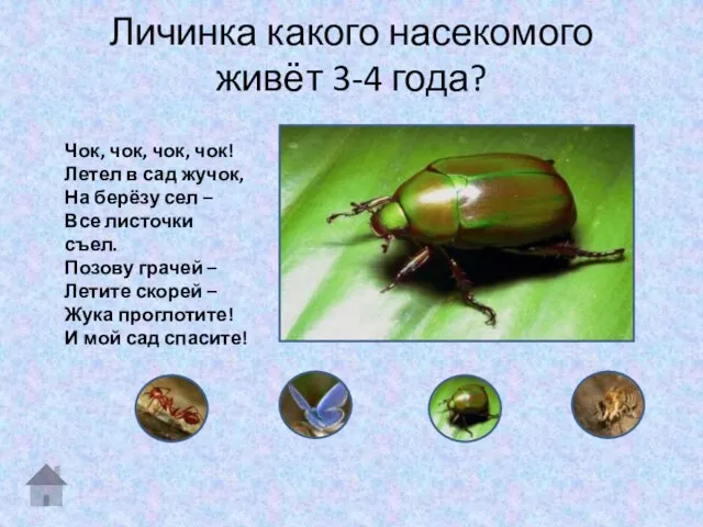 Личинка какого насекомого живёт 3-4 года? Чок, чок, чок, чок! Летел в