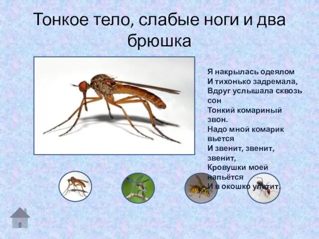 Тонкое тело, слабые ноги и два брюшка Я накрылась одеялом И тихонько