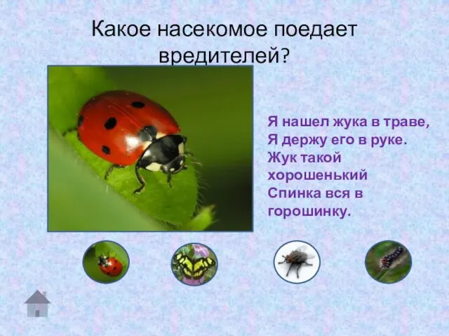 Какое насекомое поедает вредителей? Я нашел жука в траве, Я держу его