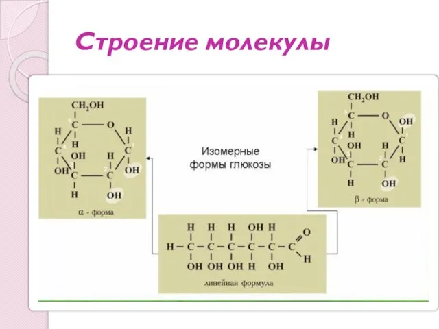 Строение молекулы