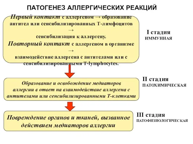 ПАТОГЕНЕЗ АЛЛЕРГИЧЕСКИХ РЕАКЦИЙ Первый контакт с аллергеном → образование антител или сенсибилизированных