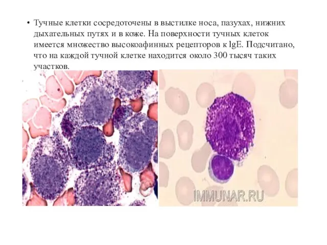 Тучные клетки сосредоточены в выстилке носа, пазухах, нижних дыхательных путях и в