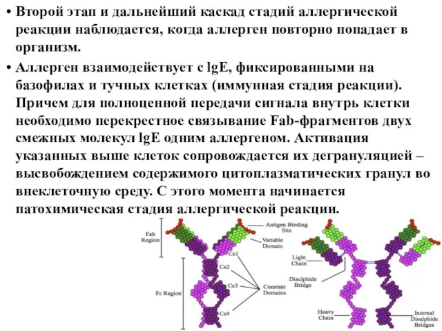 Второй этап и дальнейший каскад стадий аллергической реакции наблюдается, когда аллерген повторно