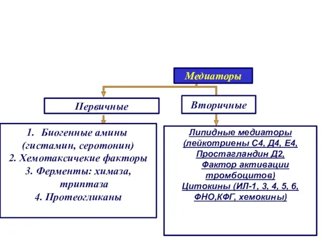 Медиаторы Первичные Вторичные Биогенные амины (гистамин, серотонин) 2. Хемотаксичекие факторы 3. Ферменты: