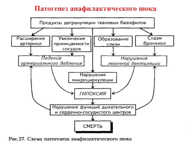 Патогенез анафилактического шока