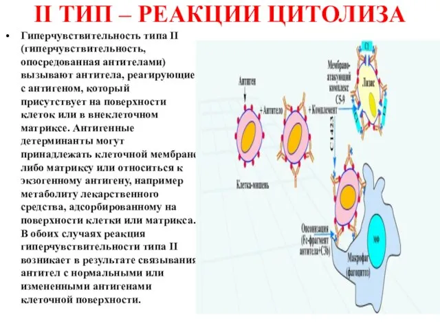 II ТИП – РЕАКЦИИ ЦИТОЛИЗА Гиперчувствительность типа II (гиперчувствительность, опосредованная антителами) вызывают