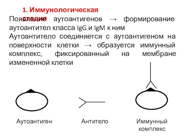 1. Иммунологическая стадия Появление аутоантигенов → формирование аутоантител класса IgG и IgM