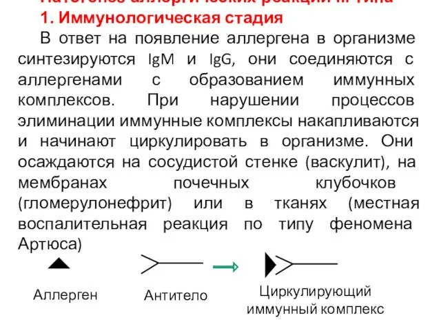 Патогенез аллергических реакций ІІІ типа 1. Иммунологическая стадия В ответ на появление