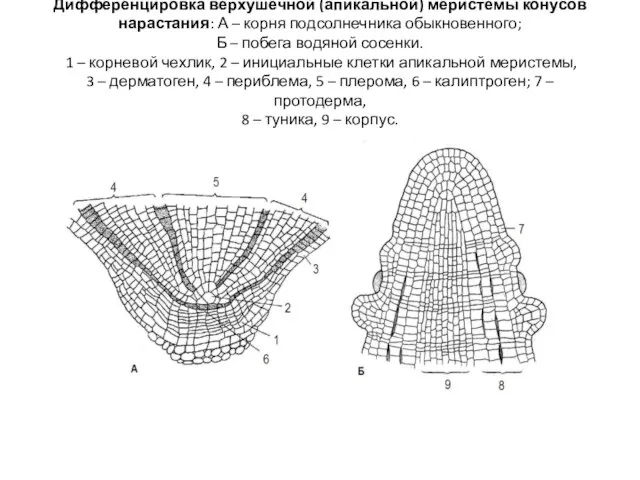 Дифференцировка верхушечной (апикальной) меристемы конусов нарастания: А – корня подсолнечника обыкновенного; Б