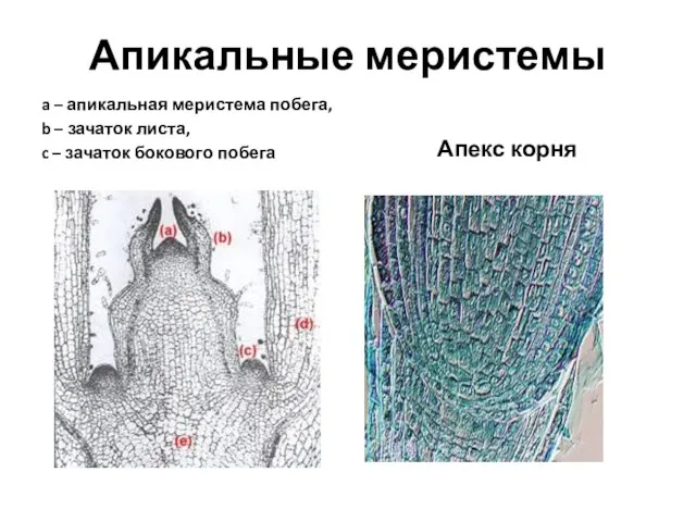 Апикальные меристемы a – апикальная меристема побега, b – зачаток листа, c