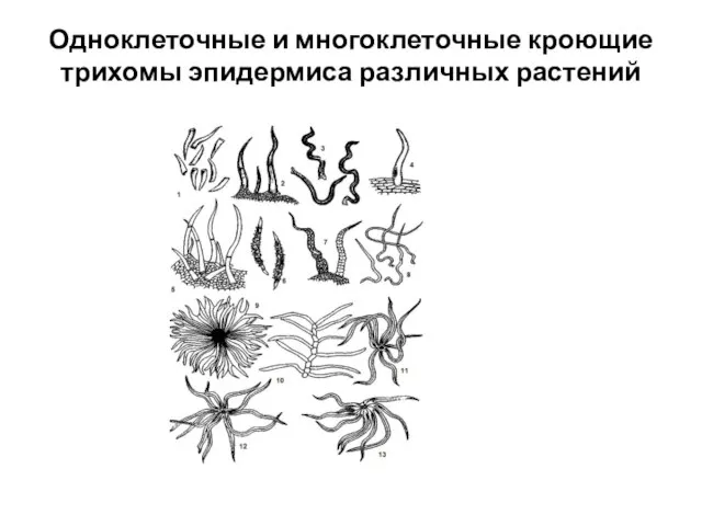 Одноклеточные и многоклеточные кроющие трихомы эпидермиса различных растений