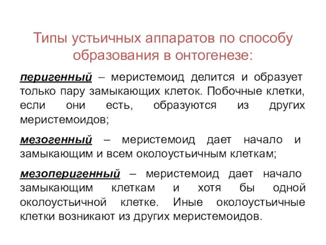 Типы устьичных аппаратов по способу образования в онтогенезе: перигенный – меристемоид делится