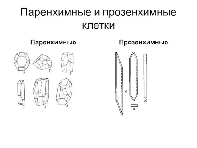 Паренхимные и прозенхимные клетки Паренхимные Прозенхимные