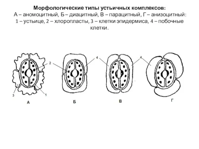 Морфологические типы устьичных комплексов: А – аномоцитный, Б – диацитный, В –