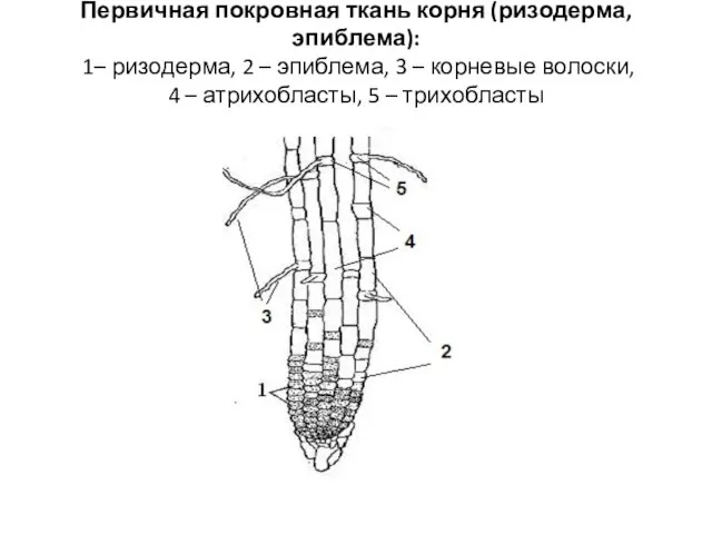 Первичная покровная ткань корня (ризодерма, эпиблема): 1– ризодерма, 2 – эпиблема, 3