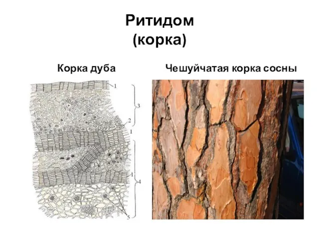 Ритидом (корка) Корка дуба Чешуйчатая корка сосны