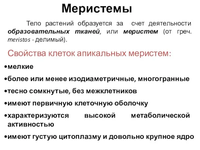 Меристемы Тело растений образуется за счет деятельности образовательных тканей, или меристем (от