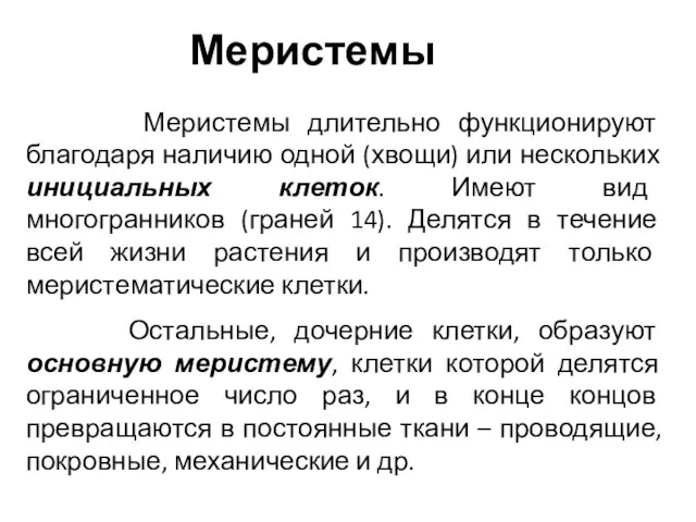 Меристемы Меристемы длительно функционируют благодаря наличию одной (хвощи) или нескольких инициальных клеток.