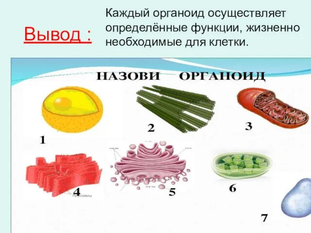 Вывод : Каждый органоид осуществляет определённые функции, жизненно необходимые для клетки.