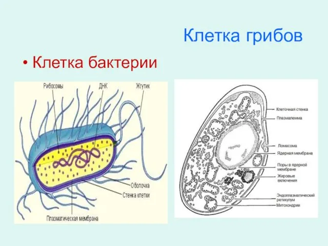 Клетка грибов Клетка бактерии