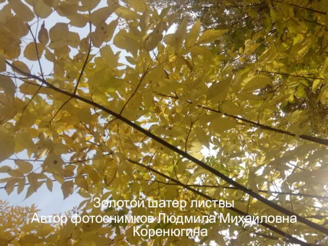 Золотой шатер листвы Автор фотоснимков Людмила Михайловна Коренюгина