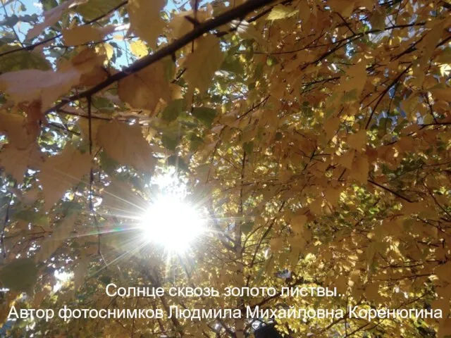 Солнце сквозь золото листвы.. Автор фотоснимков Людмила Михайловна Коренюгина