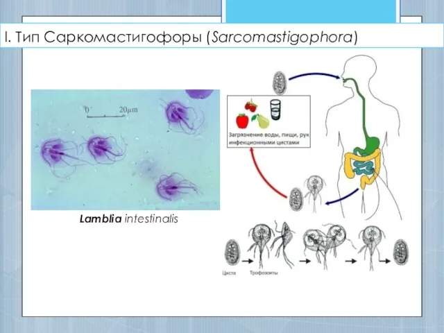 I. Тип Саркомастигофоры (Sarcomastigophora) Lamblia intestinalis