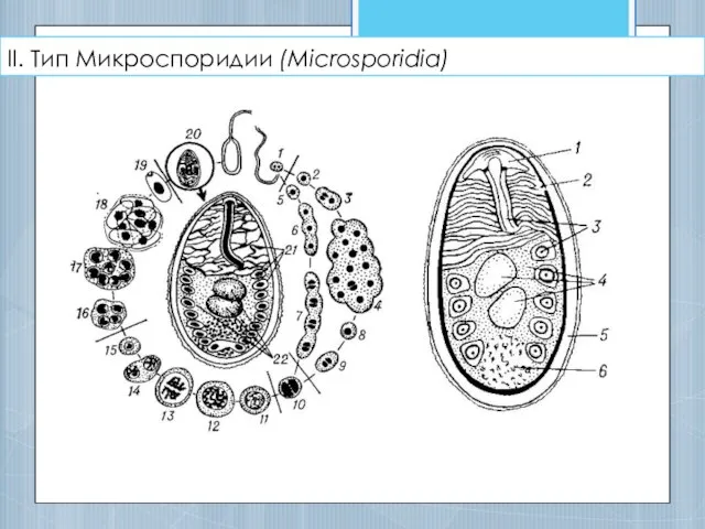 II. Тип Микроспоридии (Microsporidia)