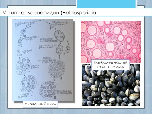 IV. Тип Гаплоспоридии (Halposporidia Жизненный цикл Наиболее частый хозяин - мидия