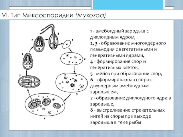 VI. Тип Миксоспоридии (Myxozoa) 1 - амебоидный зародыш с диплоидным ядром, 2,