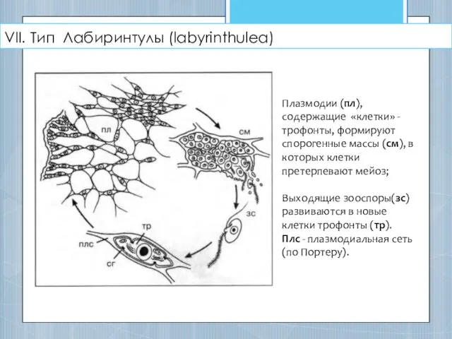 VII. Тип Лабиринтулы (labyrinthulea) Плазмодии (пл), содержащие «клетки» - трофонты, формируют спорогенные