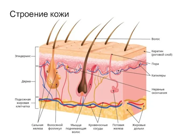 Строение кожи