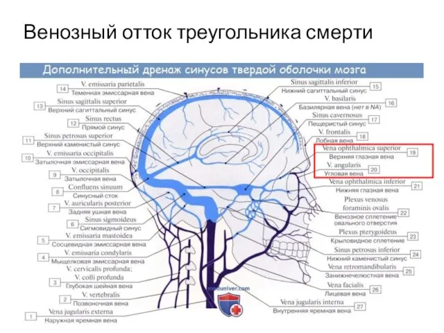 Венозный отток треугольника смерти