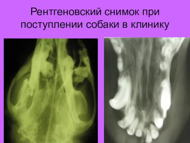Рентгеновский снимок при поступлении собаки в клинику