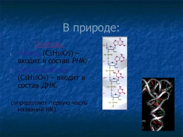 В природе: Пентозы: Рибоза (С5Н10О5) – входит в состав РНК; Дезоксирибоза (С5Н10О4)