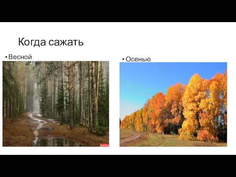 Когда сажать Весной Осенью