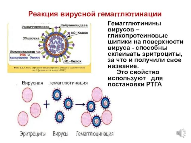 Гемагглютинины вирусов – гликопротеиновые шипики на поверхности вируса - способны склеивать эритроциты,
