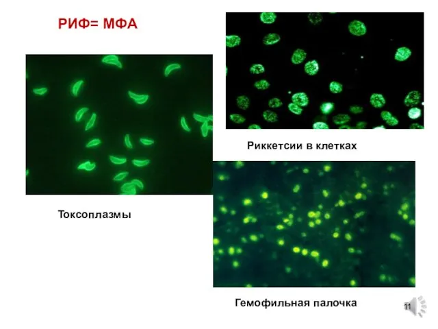 Токсоплазмы Гемофильная палочка РИФ= МФА Риккетсии в клетках